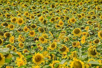 经典街机游戏《俄罗斯方块：大师》或将登陆主机平台